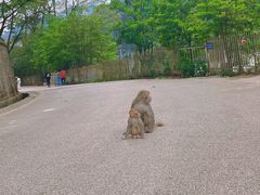 -黔灵山公园