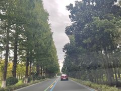 -黄海国家森林公园