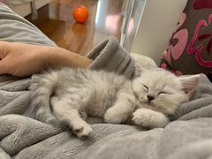 -康乐宝动物医院