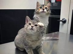 -猫在这儿猫咪咖啡馆·撸猫馆