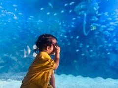 -烟台海昌鲸鲨海洋公园