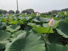 -白洋淀风景区