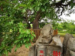 -御林古桑园