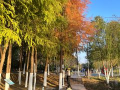 -合肥滨湖国家森林公园