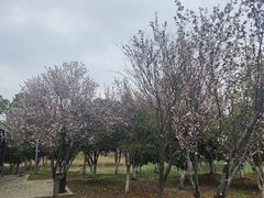 -洋湖国家湿地公园