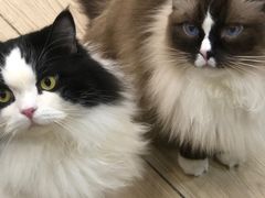 -安格丽娜·狗咖·猫咖羊驼咖(春熙路百盛商场店)