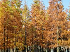 -白鹭湾湿地公园