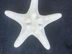 -贝壳王国博物馆