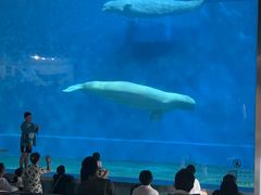 -芜湖新华联大白鲸海洋公园