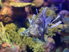-上海海洋水族馆