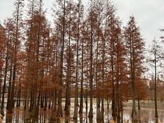 -白鹭湾湿地公园