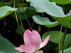 -荔湾湖公园