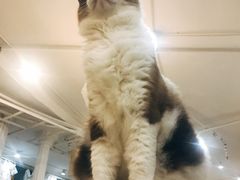 -共舞时光猫咖·狗咖(新街口店)