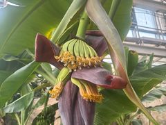 -石家庄市植物园