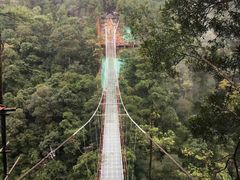 -九龙江国家森林公园