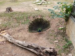 -深圳野生动物园