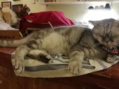 -猫色咖啡·猫咖