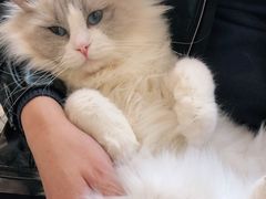 -喵喵咪呀布偶猫咖(春熙路店)