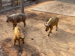 -西霞口神雕山野生动物世界