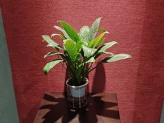 -南方嘉木茶艺馆(凌公塘路店)