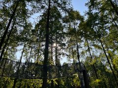 -黄海国家森林公园