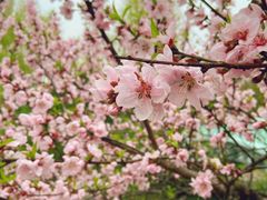 -新虹桥中心花园