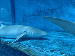 -北戴河圣蓝海洋公园