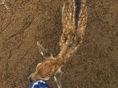 -费瑟代尔野生动物园