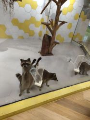 -七巧国萌宠乐园(龙湖天街店)