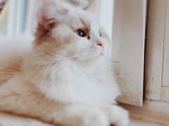 -猫大福·Fortune Cat猫舍(百子湾店)