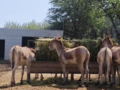 -青藏高原野生动物园