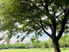 -上海吴淞炮台湾国家湿地公园