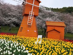 -苏州上方山国家森林公园