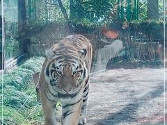 -上海野生动物园老虎餐厅
