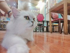 -猫小院猫主题咖啡厅(北锣店)