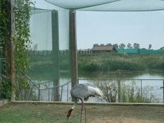 -盐城丹顶鹤湿地生态旅游区