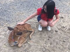 -鹿境梅花鹿生态园区
