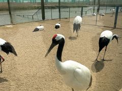 -盐城丹顶鹤湿地生态旅游区