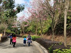 -田心森林公园