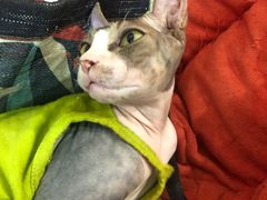 -猫在这儿猫咪咖啡馆·撸猫馆