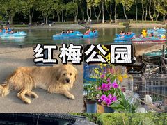 -红梅公园
