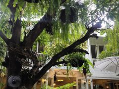 -Fern Forest Cafe