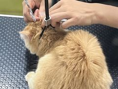 -乐琪宠物医院·犬猫专科·骨外科·急重症