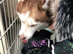 -宠福鑫康馨动物医院·骨科·眼科