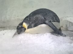 -海合安成都极地海洋公园