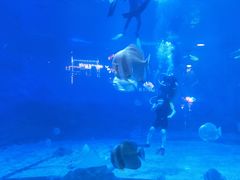 -烟台海昌鲸鲨海洋公园