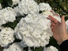 -荷兰花海