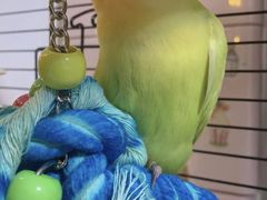 -瑞派·关忠动物医院·异宠专科·犬猫肿瘤·皮肤专科(望京店)