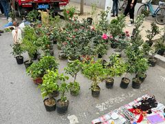 -中环花鸟鱼虫市场