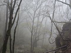 -王顺山国家森林公园